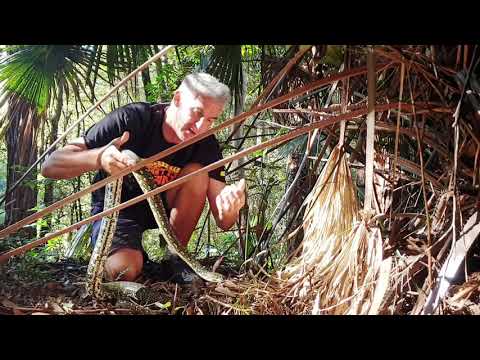 YouTube reptile video