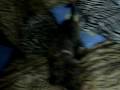 videos de Bailey pt 11 19122008