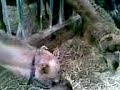 Video006.3gp