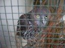 Barking Owl