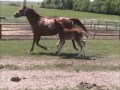 Click here to watch this video 2012 AQHA Invest Your Bucks foal from Bebo Quarter Horses