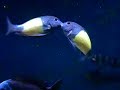 Tropheus moorii Ikola male fight