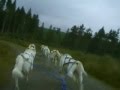 8-dog Hound Sled Dog Team
