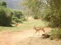 Samburu 2008