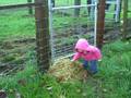 videos de my niece the tease