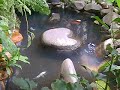 Fishpond