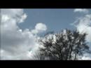 Trees Trees