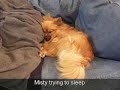 My pomeranians
