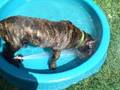 Boerboel-pups-enjoyi