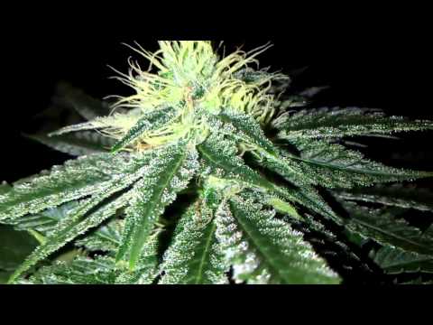 how to grow lemon og