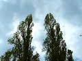 The Two Giant Tree