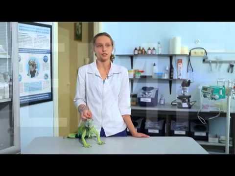 Истощение у игуан