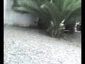 videos de cuak cepech