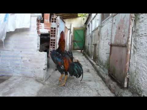 o sha mo - O Shamo, galo com um ano e galinha com um ano e 2 meses. http://www.acapoeiradonuno.pt.vu/