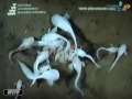 Descoberto Peixe na maior profundidade do mar