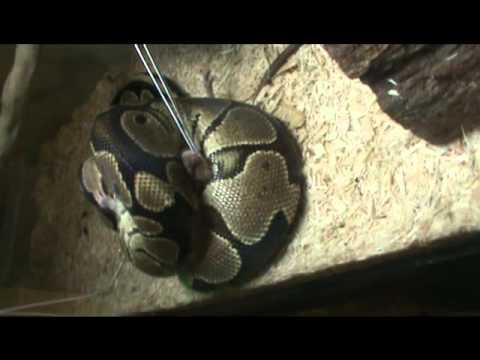 how to properly feed a ball python