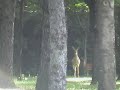 Whoifwhat: Early mourning hike in woods!