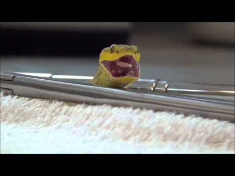 YouTube reptile video