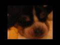 Basset Hound video