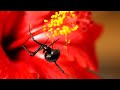 BLACK WIDOW SPIDER - A deadly Spider.