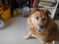 mon chien est mort, zitoune mon chien est mort, zitoune
