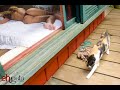 Natasha Macedo - Ensaio Eh Gata