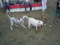Só alegria as tardes de domingo no campinho da ACEC. Encontro de amigos cinófilos e diversão e brincadeiras para os nossos amigos de 4 patas!
