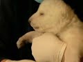 Cub left to die bearing up Cub left to die bearing up