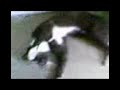xoñando con cristtyspain   el gato    emo 
