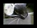 xoñando con cristtyspain   el gato    emo 