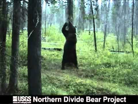 Pole Dancing at it’s Finest