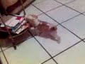 mi perra beagle muela kiere leer pero no puede