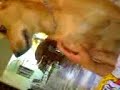 Ataque de cães ferozes Ataque de cães ferozes
