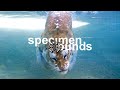 Kendrick Lamar – Swimming Pools (Bird Peterson Remix)