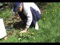 Dandelions