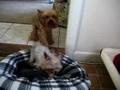 It's my bone 2