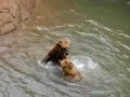 Grizzlies at OKC Zoo