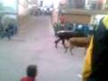 videos de Vakiilas d Escatron!!