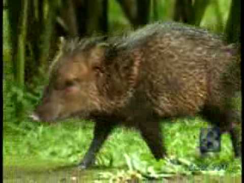 peccary
