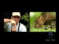 Jack Hubley explains how pigging out can go a long, twisting way toward making a greener jungle.