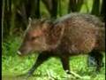 Plucky Peccaries Pig Out