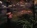 Guppies
