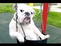 Funny Dogs - A Funny Dog Videos Compilation 2015 Funny Dogs - A Funny Dog Videos Compilation 2015