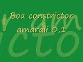 Boa constrictor amarali 0,1 (Bolivien)