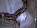 Boa constrictor amarali 0,1 (Bolivien)