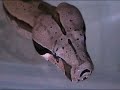 Boa constrictor amarali 0,1 (Bolivien)