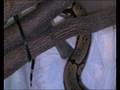Boa constrictor amarali 0,1 (Bolivien)