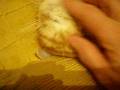 videos de PC041411.AVI