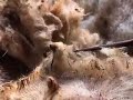 Peluqueria de Ovejas