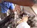 Peluqueria de Ovejas